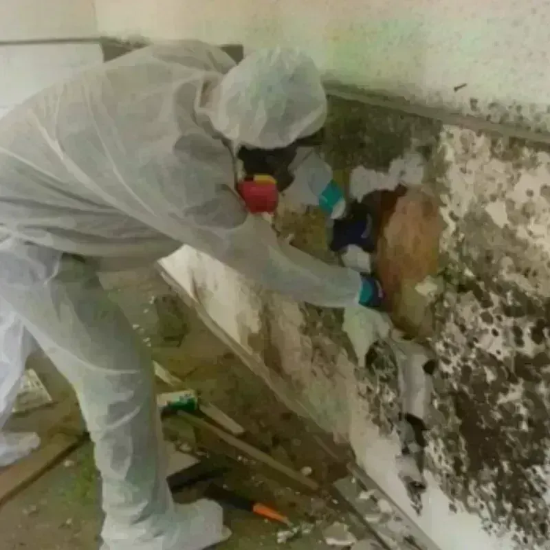 Mold Remediation and Removal in Perry County, TN